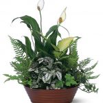 Le jardin blanc