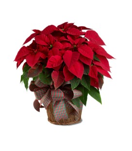 Large Red Poinsettia
