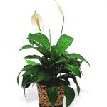 Small Spathiphyllum Plant